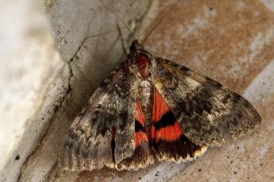 Catocala nupta