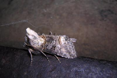 Abrostola asclepiadis