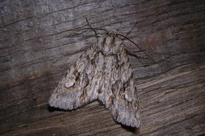 Noctuelle bimaculée  (<i>Meganephria bimaculosa</i>)