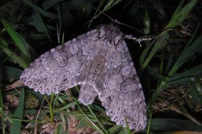 Noctuelle nébuleuse 