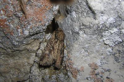 Noctuelle de l'Alpiste 