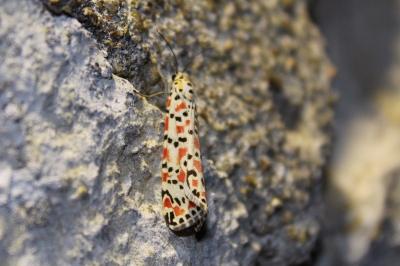 Gentille  (<i>Utetheisa pulchella</i>)
