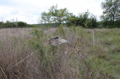 Eriogaster lanestris