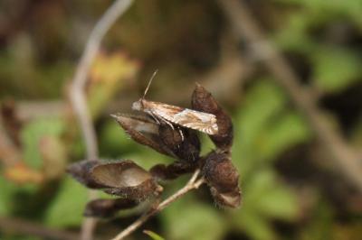 Ancylis comptana
