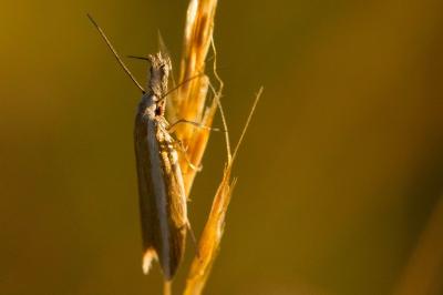 <i>Pleurota aristella</i>