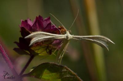 <i>Merrifieldia baliodactyla</i>