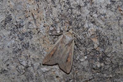 Mythimna unipuncta