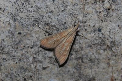<i>Antigastra catalaunalis</i>