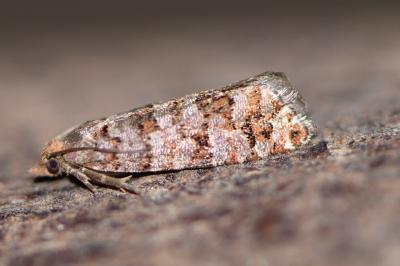 Gravitarmata margarotana