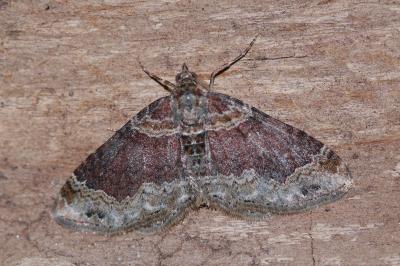 Xanthorhoe spadicearia