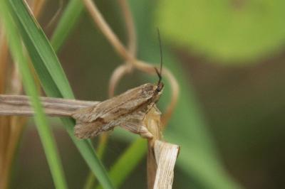 <i>Diurnea lipsiella</i>