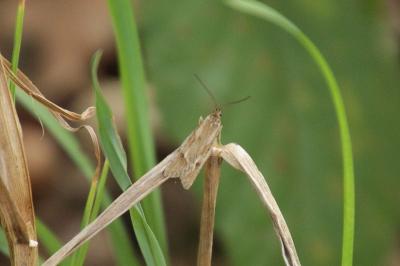 <i>Diurnea lipsiella</i>