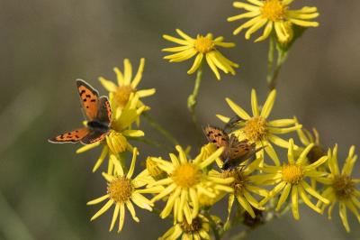 Lycaena phlaeas