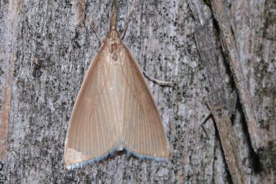 Sclerocona acutella