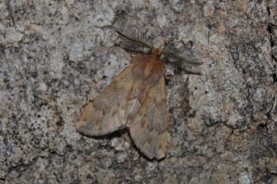 Ptilophora plumigera