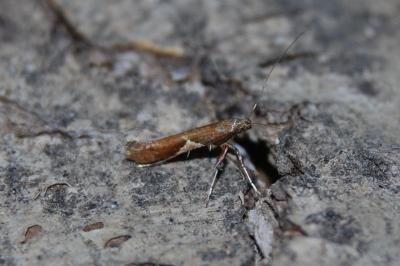 Caloptilia stigmatella