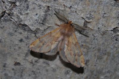 Ptilophora plumigera