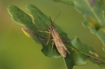 <i>Diurnea lipsiella</i>