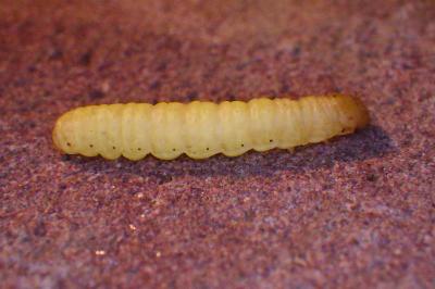 <i>Aphomia sociella</i>