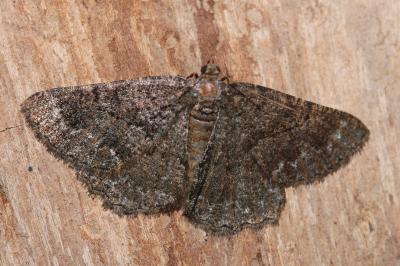 Selidosema taeniolaria
