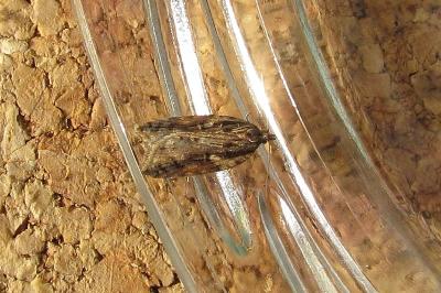 Acleris umbrana