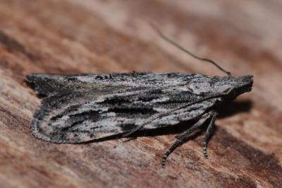 <i>Anarsia innoxiella</i>