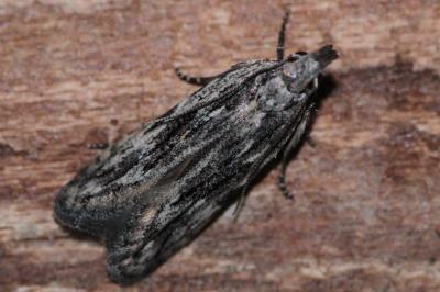 <i>Anarsia innoxiella</i>