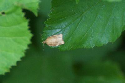 <i>Clepsis consimilana</i>