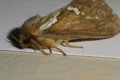 Korscheltellus lupulinus