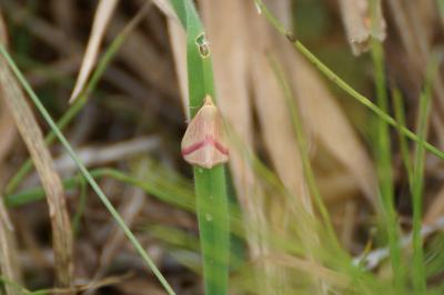 Rhodometra sacraria