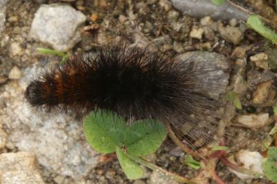 Arctia testudinaria