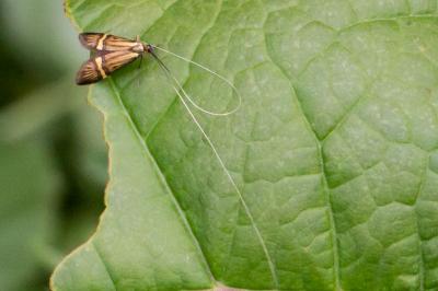 <i>Nemophora degeerella</i>