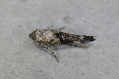 Epermenia chaerophyllella