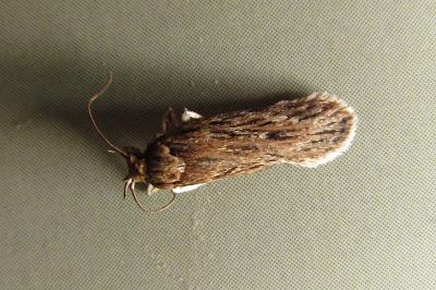 Depressaria daucella