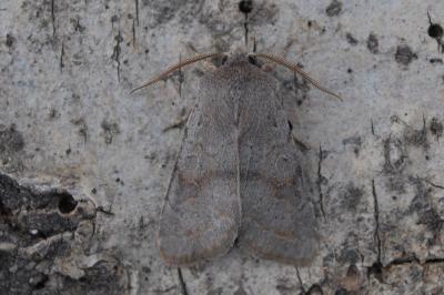 Orthosia populeti