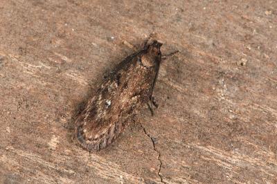 <i>Depressaria albipunctella</i>