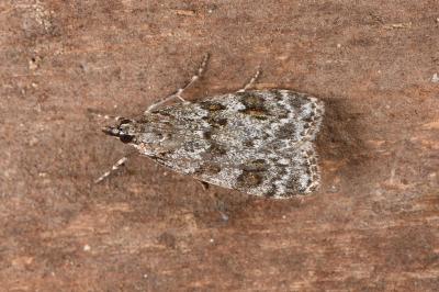 Scoparia basistrigalis