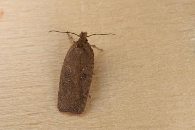 Agonopterix scopariella