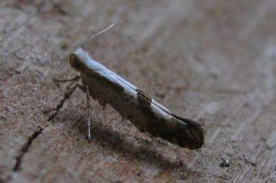 Argyresthia bonnetella