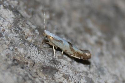 <i>Argyresthia bonnetella</i>