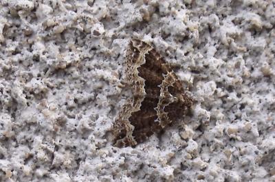 Lampropteryx suffumata