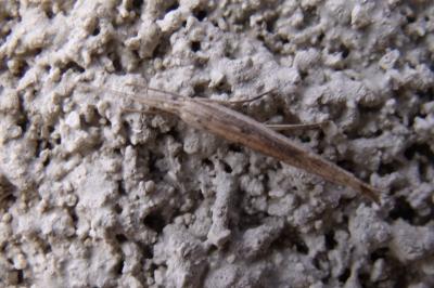 Ypsolopha mucronella