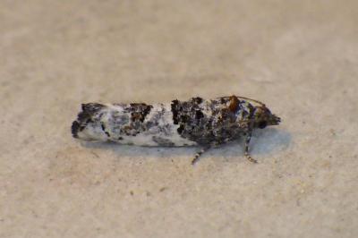 <i>Phaneta pauperana</i>