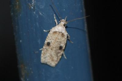 Agonopterix propinquella