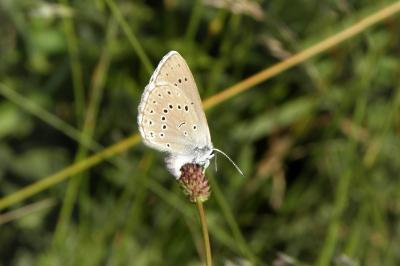 Phengaris teleius