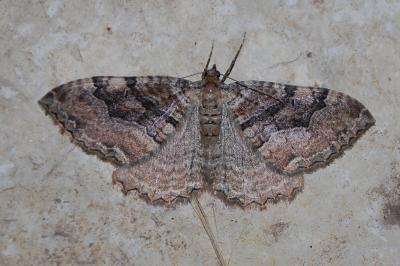 Rheumaptera cervinalis