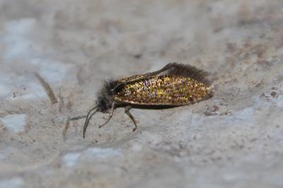 <i>Dyseriocrania subpurpurella</i>