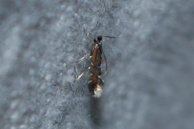 <i>Phyllonorycter lautella</i>
