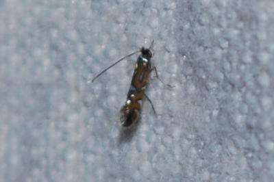 <i>Phyllonorycter lautella</i>
