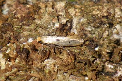 <i>Tinea trinotella</i>